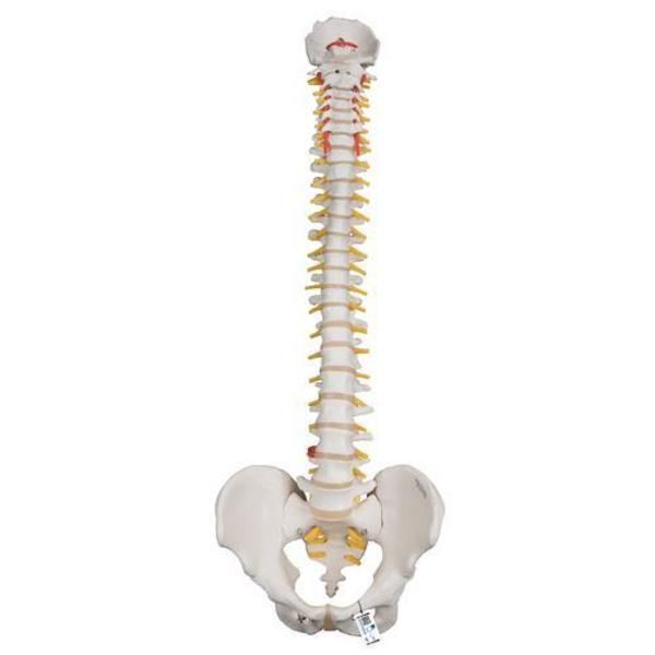 3B Scientific Highly Flexible Spine - w/ 3B Smart Anatomy 1000130